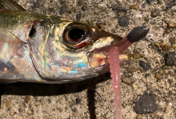 Progre BB-SA08  Bug Bullet Sure Ajie 1.8 gr