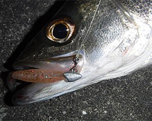 Daiwa Gekkabijin Nine Snap T Lrf Klips