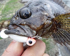 Daiwa Gekkabijin Nine Snap T Lrf Klips