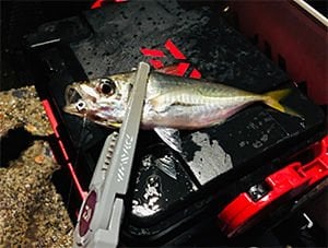 Daiwa Gekkabijin Ajing Jig Head 0.5 gr 8 Numara İğne