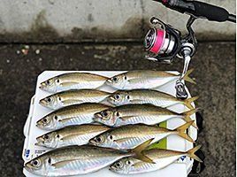 Daiwa Gekkabijin UVF DURA SENSOR＋Si2 0.3 150 mt LRF İpi