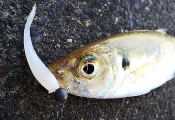 Berkley Gulp! Saltwater Minnow 2inch CH