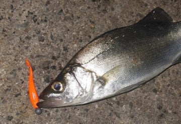 Berkley Gulp! Saltwater Minnow 2inch CH