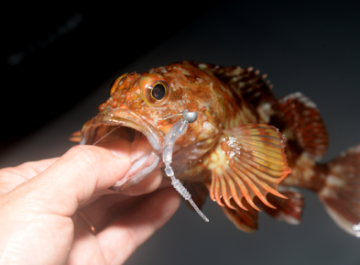 Magbite Upper Cut LRF Jig Head İğnesi No: 6