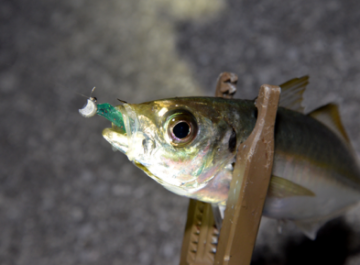 Magbite Upper Cut LRF Jig Head İğnesi No: 6