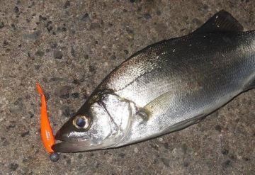 Berkley Gulp! Saltwater Minnow 2inch FO