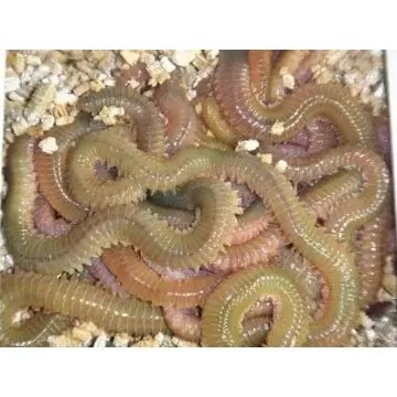 Lung Worm 8 Live Bait Çin Kurdu (Canlı Kurt)