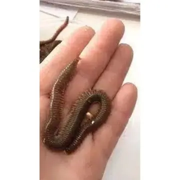 Lung Worm 8 Live Bait Çin Kurdu (Canlı Kurt)
