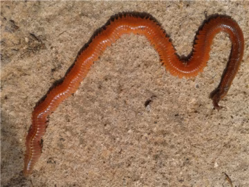 Lung Worm 8 Live Bait Çin Kurdu (Canlı Kurt)