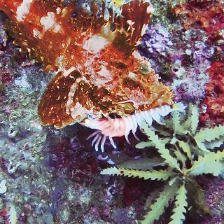 Prox Viceo Swim Bait Shrimp Nama Silikon Karides 3 İnç