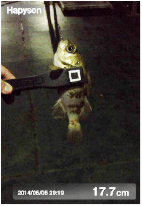 Hapyson Mini Grip Ölçü İşaretli