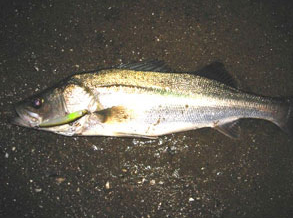 Lamble Bait Manji AYU 90mm 15gr Sahte Balık Limon