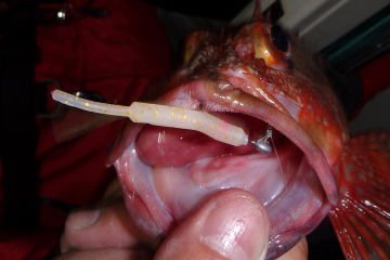 Berkley SW Baby Sardine 2inç Lrf Silikonu CCSF