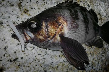 Berkley SW Baby Sardine 2inç Lrf Silikonu CCSF