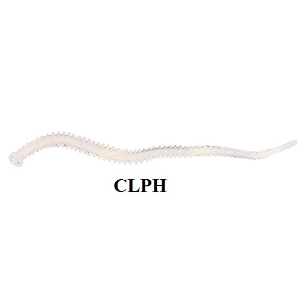 Berkley Gulp Sandworm 4 inç İsome Type Hosomi  MB Kokulu Kurt CLPH