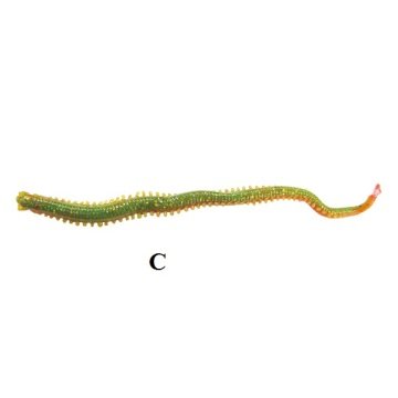 Berkley Gulp Sandworm 4 inç İsome Type Futomi  MB Kokulu Kurt C