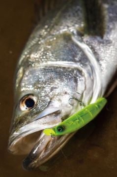 Daiwa Shoreline Shiner Z Vertice 120F Sahte Yem 3D İnakko