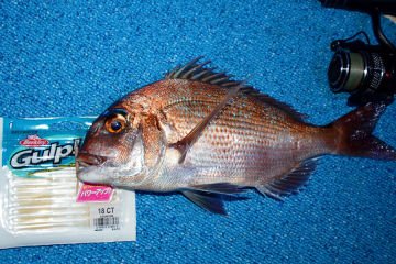 Berkley SW Baby Sardine 2inç Lrf Silikonu PW