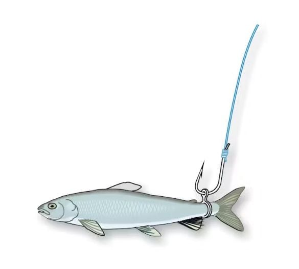 Stonfo Anelli Elastici Per Eshce Canlı Yem Lastiği No : 2