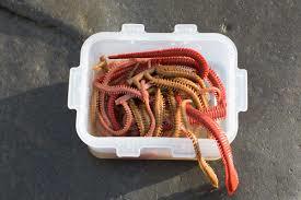 Marukyu Ecogear Sızdırmaz LRF Yem Kutusu