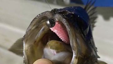 Tict Ajitsa TG Lrf Aji Jighead  S-1 Gr