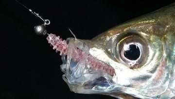 Tict Ajitsa TG Lrf Aji Jighead  S-2.5 Gr