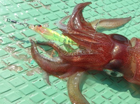 Yamashita Maria YS Snap SB-S Kalamar Zokası Klipsi